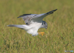 ハイイロチュウヒのタッチダウン
