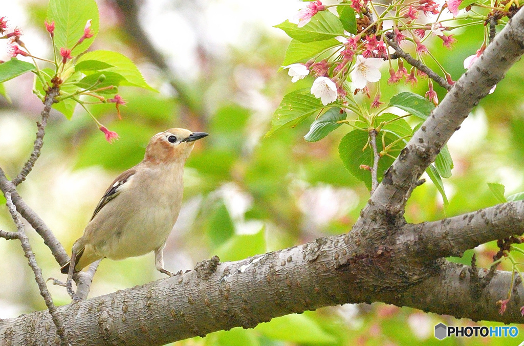 桜にコムクさん