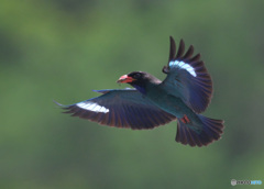 7月のブッポウソウ②