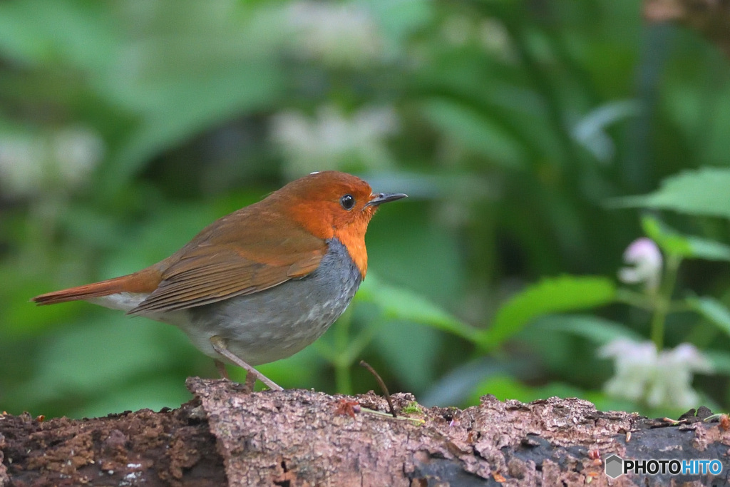 本日のコマドリ君
