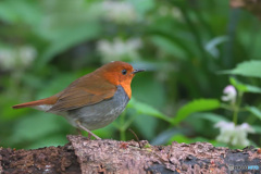 本日のコマドリ君