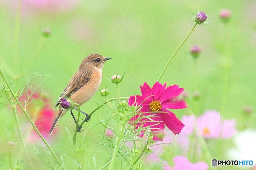 秋桜にノビタキ⑲