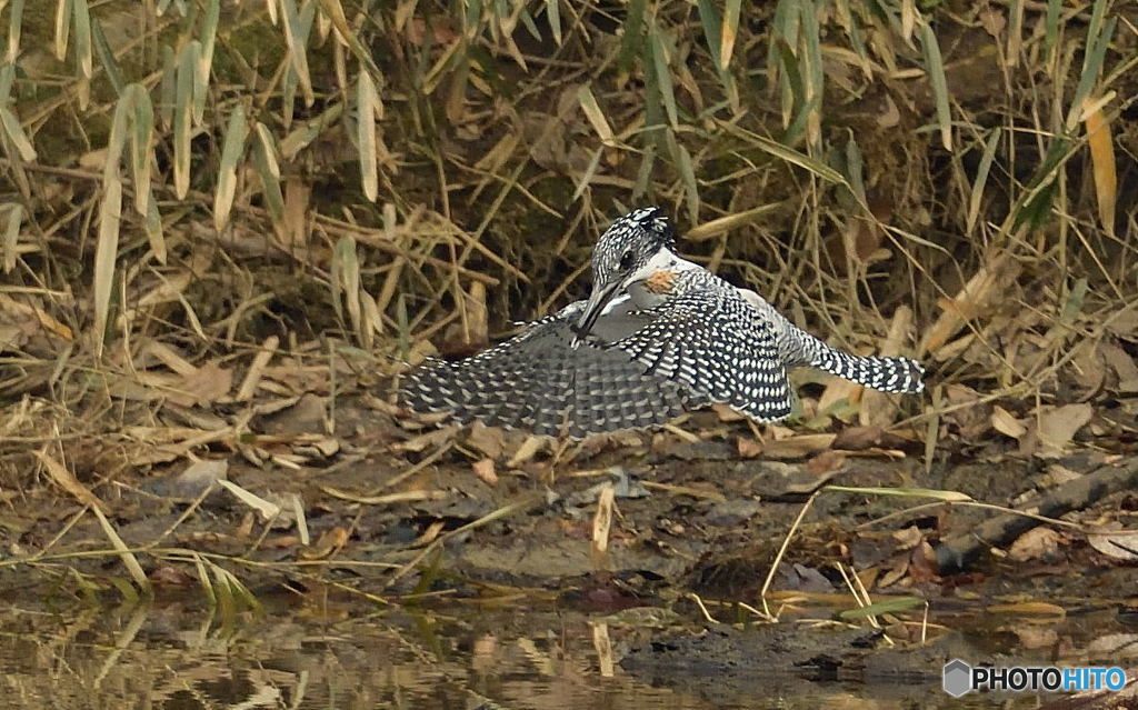 ヤマセミまで80m⑧