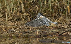ヤマセミまで80m⑧