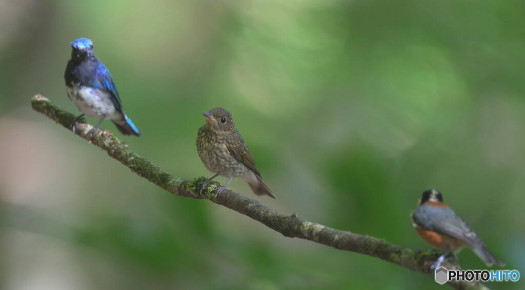 異種スリーショット