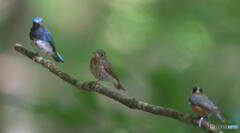 異種スリーショット