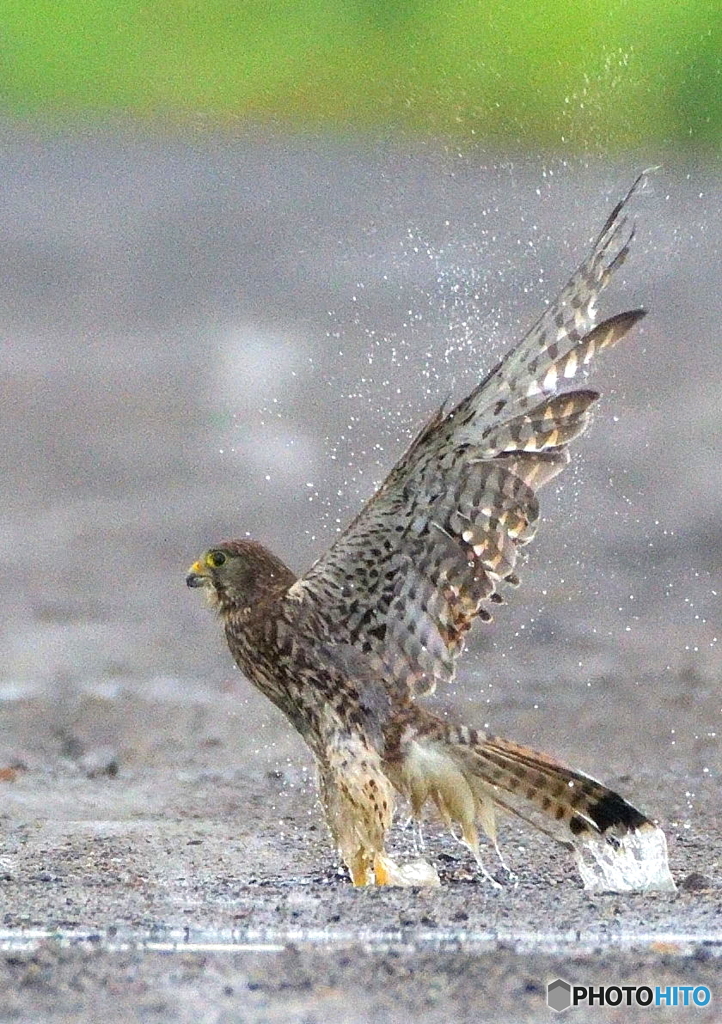 水溜まりからの飛び出し
