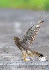 水溜まりからの飛び出し