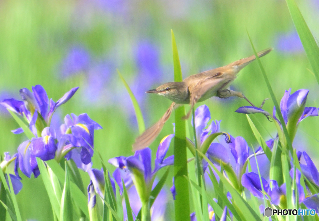 オクラレルカにオオヨシキリ㉔