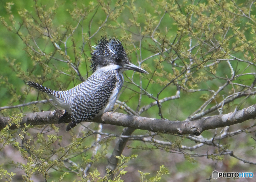 在庫のヤマセミさん