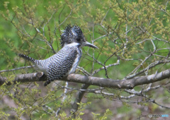 在庫のヤマセミさん