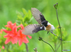 レンゲツツジにノビタキ④