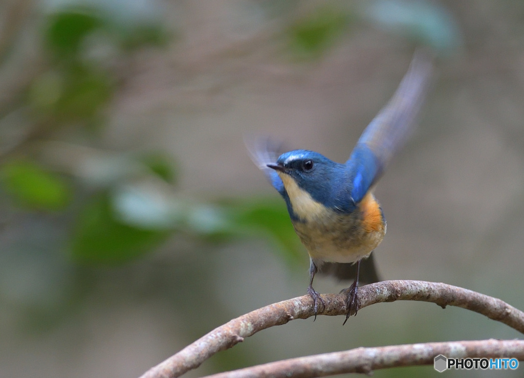 元気なルリビタキ君Ⅲ