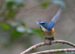 元気なルリビタキ君Ⅲ