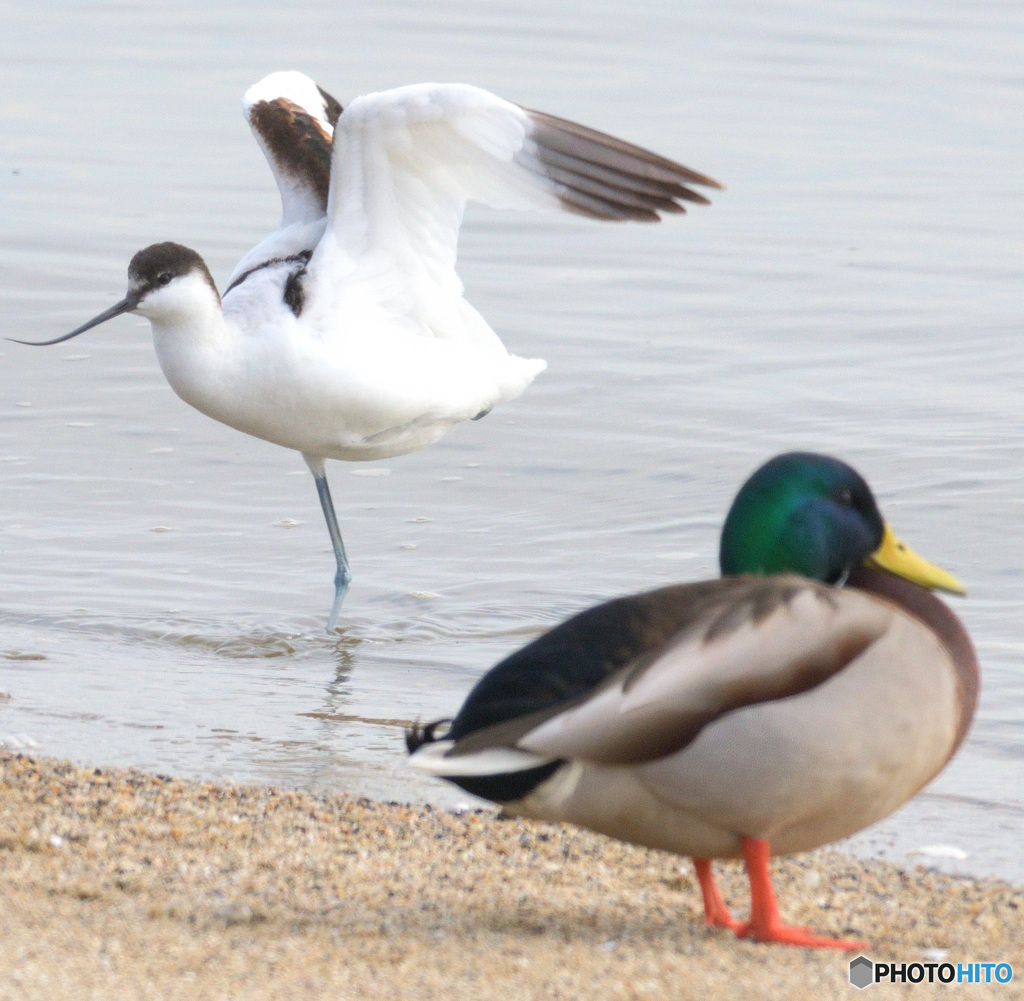 初めてのソリハシセイタカシギ⑮