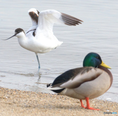 初めてのソリハシセイタカシギ⑮