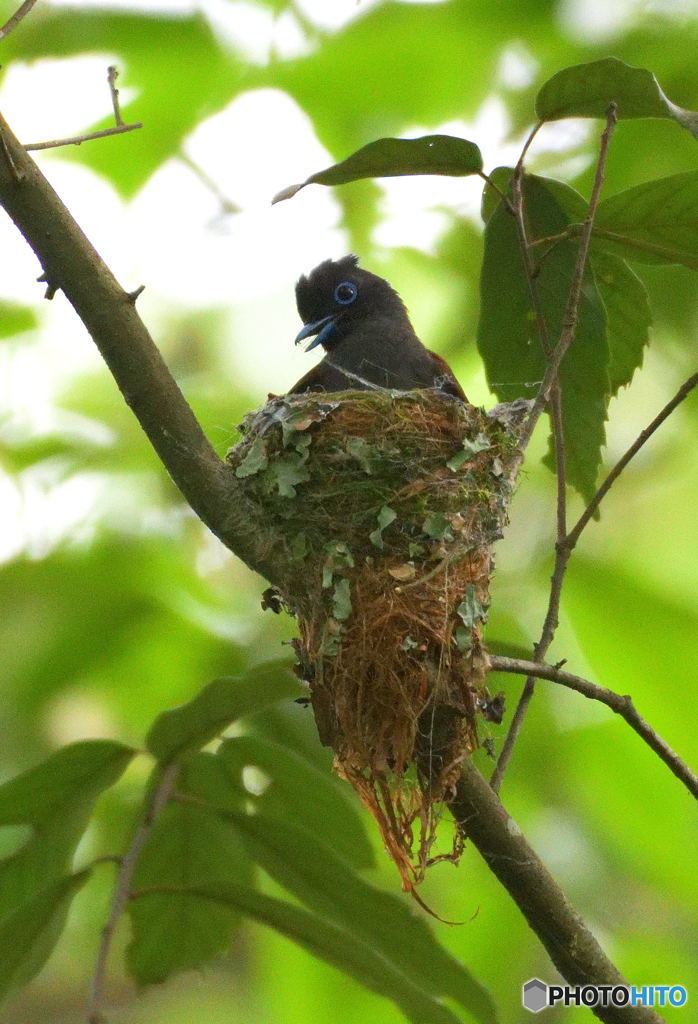 サンコウチョウ③