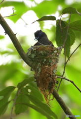 サンコウチョウ③
