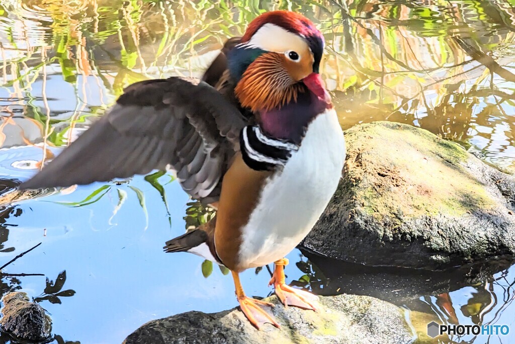 神戸のオシドリ