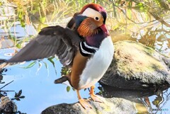 神戸のオシドリ