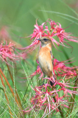 彼岸花にノビタキⅥ