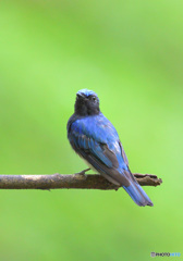 7月のオオルリくん②