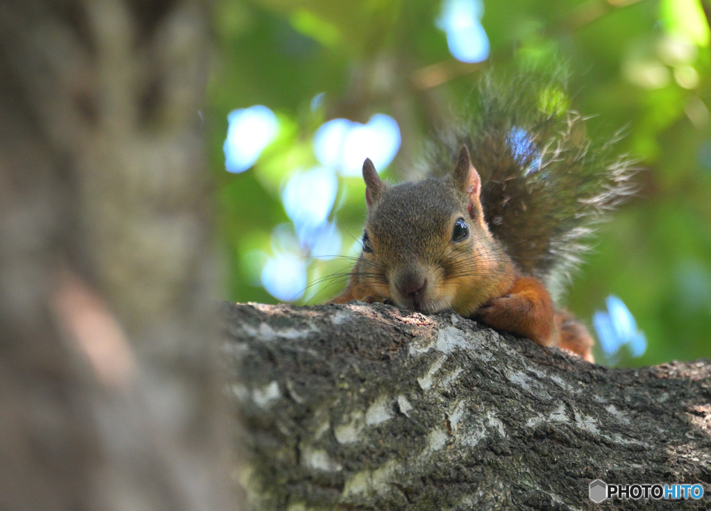 リスドンと目が合う