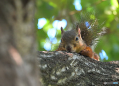 リスドンと目が合う