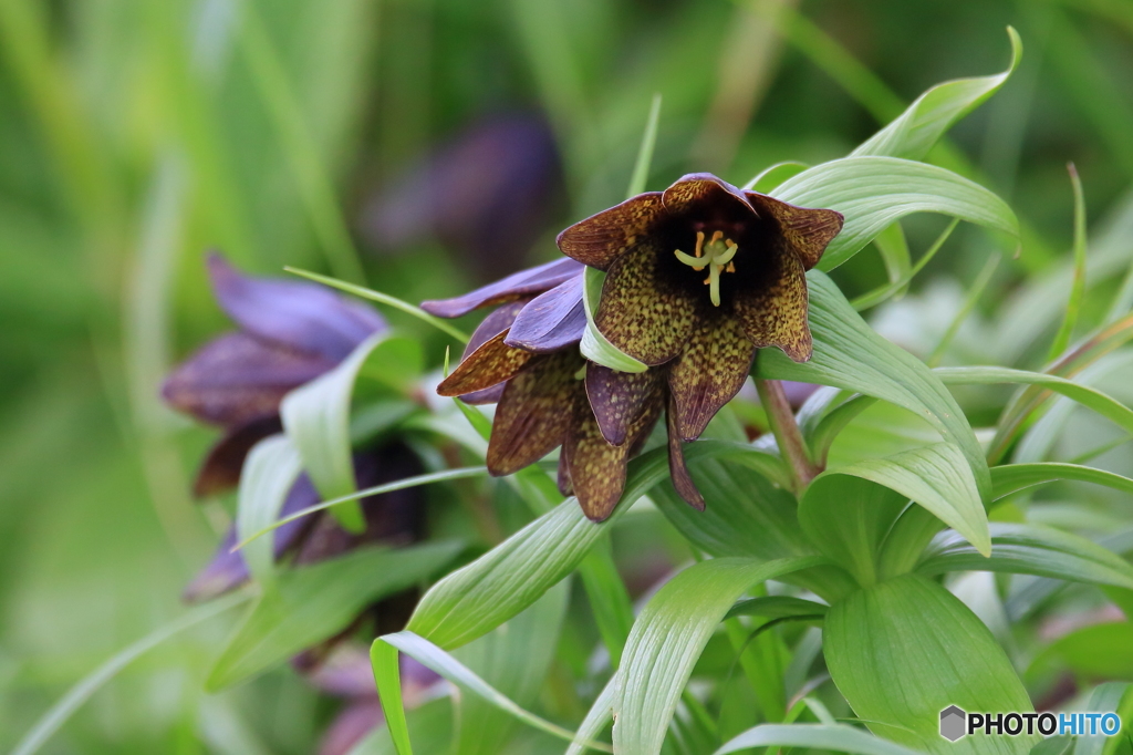 ミヤマクロユリ