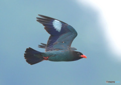 ブッポウソウ55