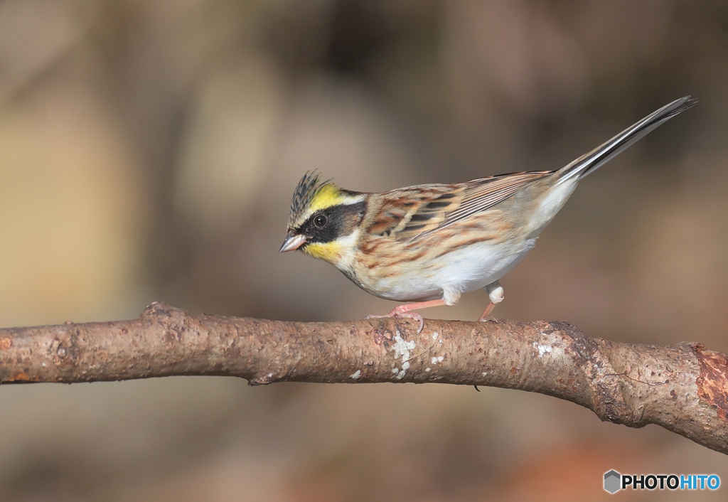 ミヤマホオジロ2023