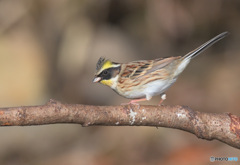 ミヤマホオジロ2023