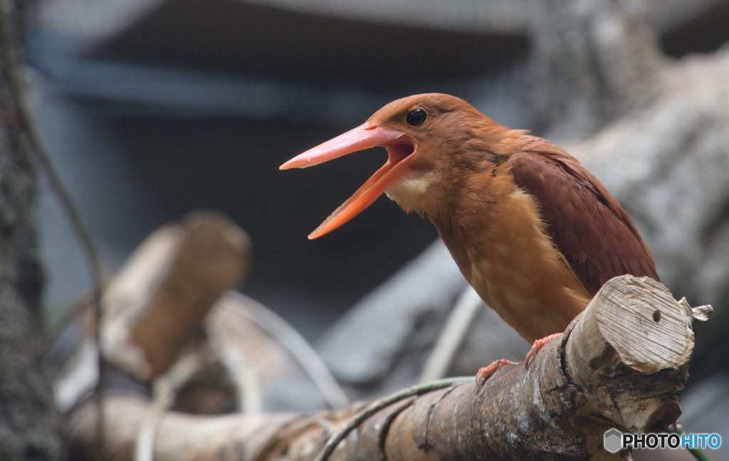 上野のアカショウビン