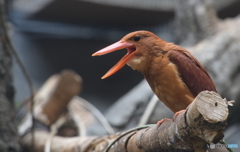 上野のアカショウビン