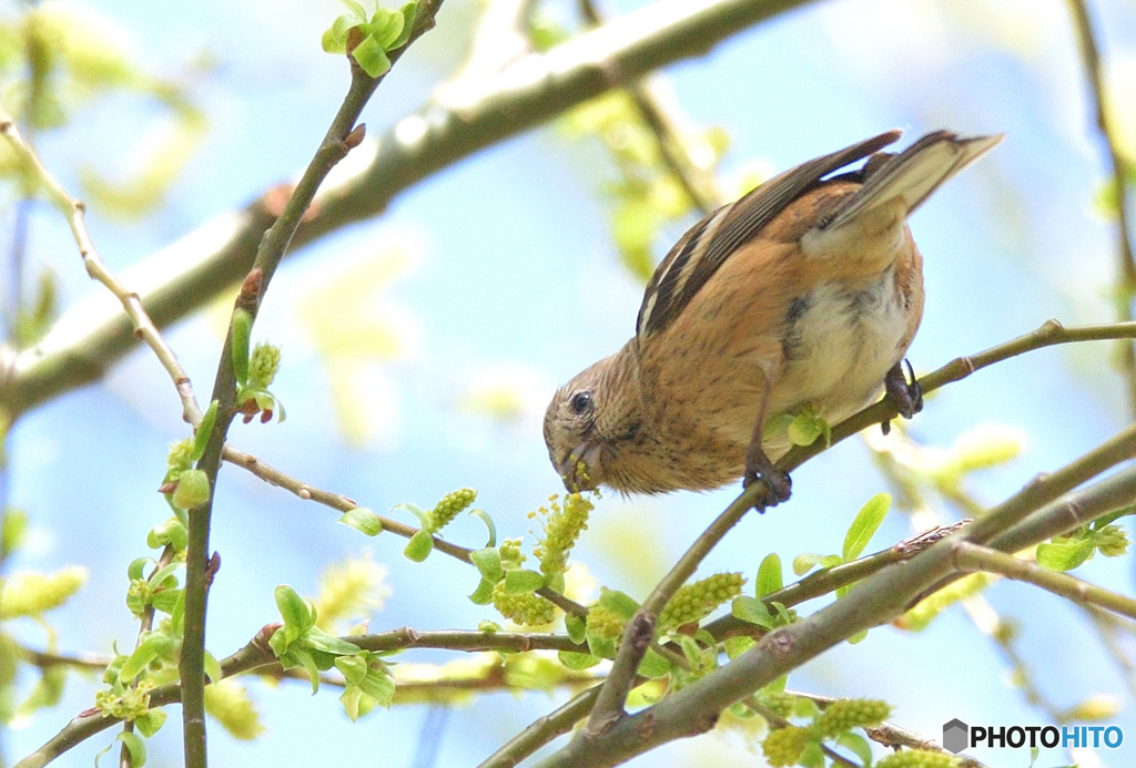在庫のベニマシコさん