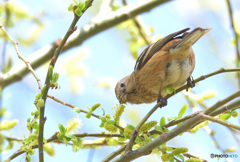 在庫のベニマシコさん