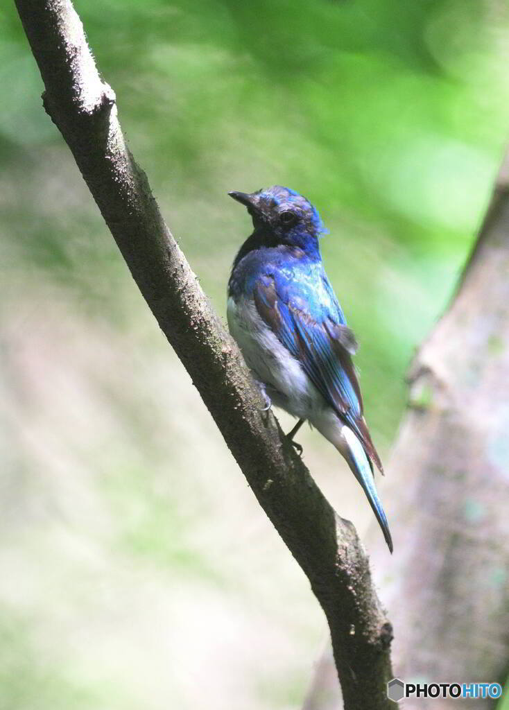 やつれたお父さん④