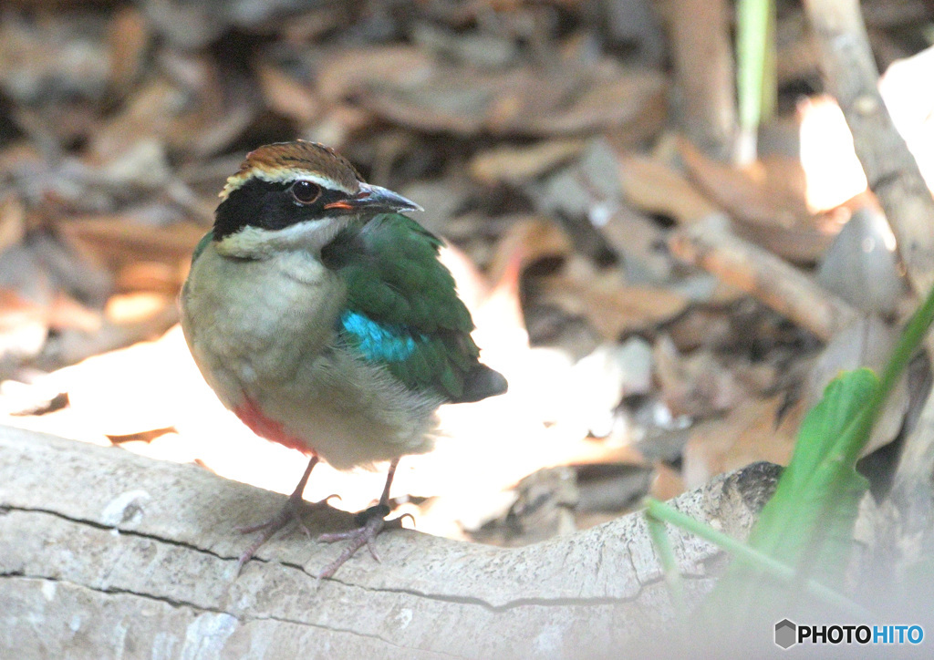 見返りヤイロチョウ