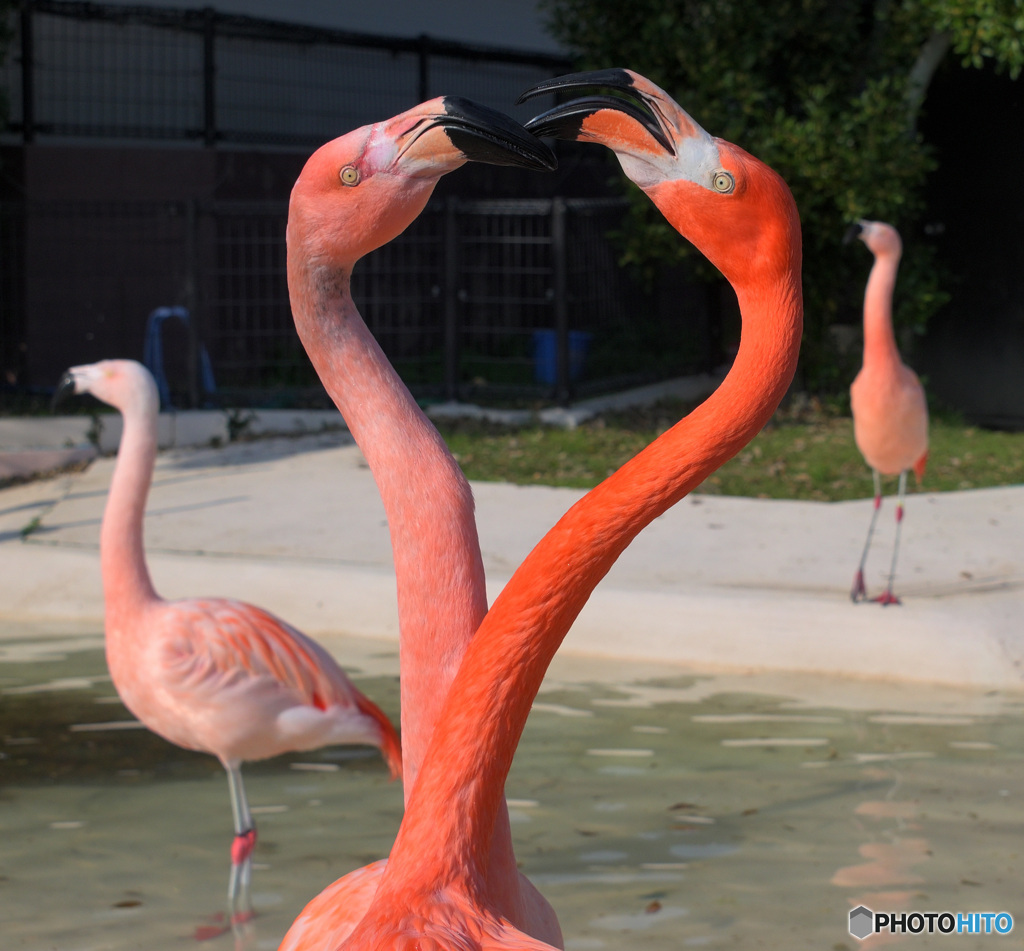 フラミンゴのイザコザ