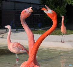 フラミンゴのイザコザ