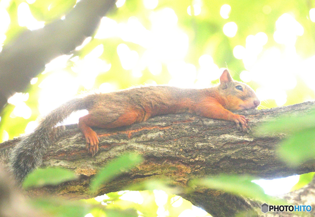 まったりリスどん