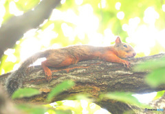 まったりリスどん