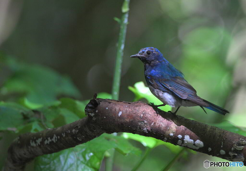 やつれたお父さん