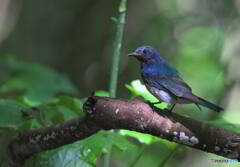 やつれたお父さん