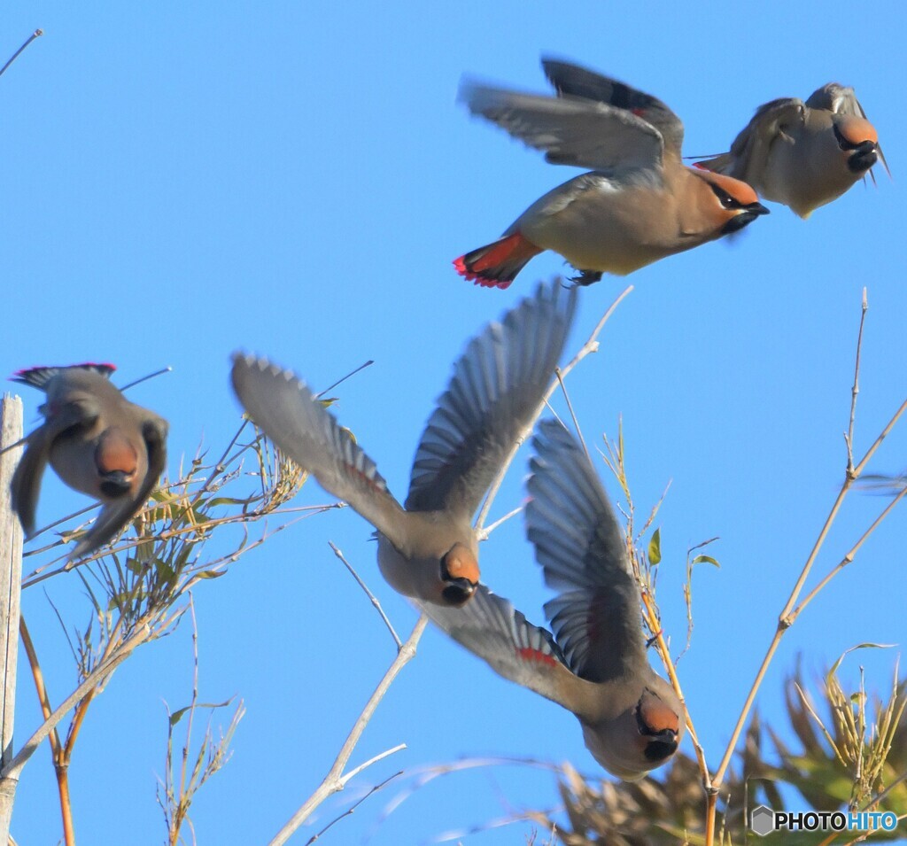 飛び去る連雀たち②