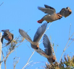 飛び去る連雀たち②