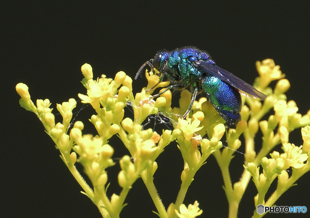 オオセイボウ⑥