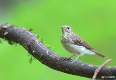 キビタキの幼鳥