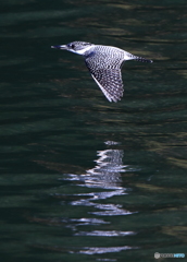 お正月のローパス