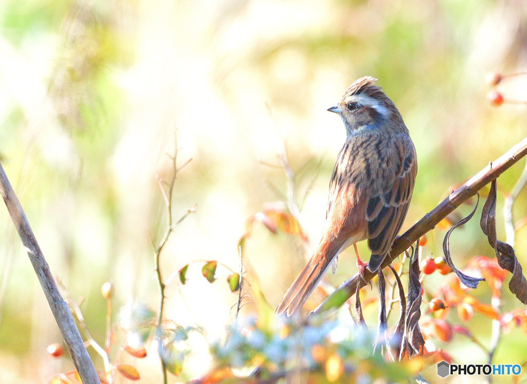 秋のホオジロ